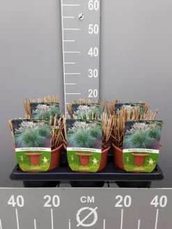 Ecocheques|Vaste Planten|ohgreen Miscanthus sinensis adagio