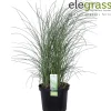 Vaste Planten|Ecocheques|ohgreen Miscanthus sinensis Gracillimus ( Prachtriet of Reuzenriet )