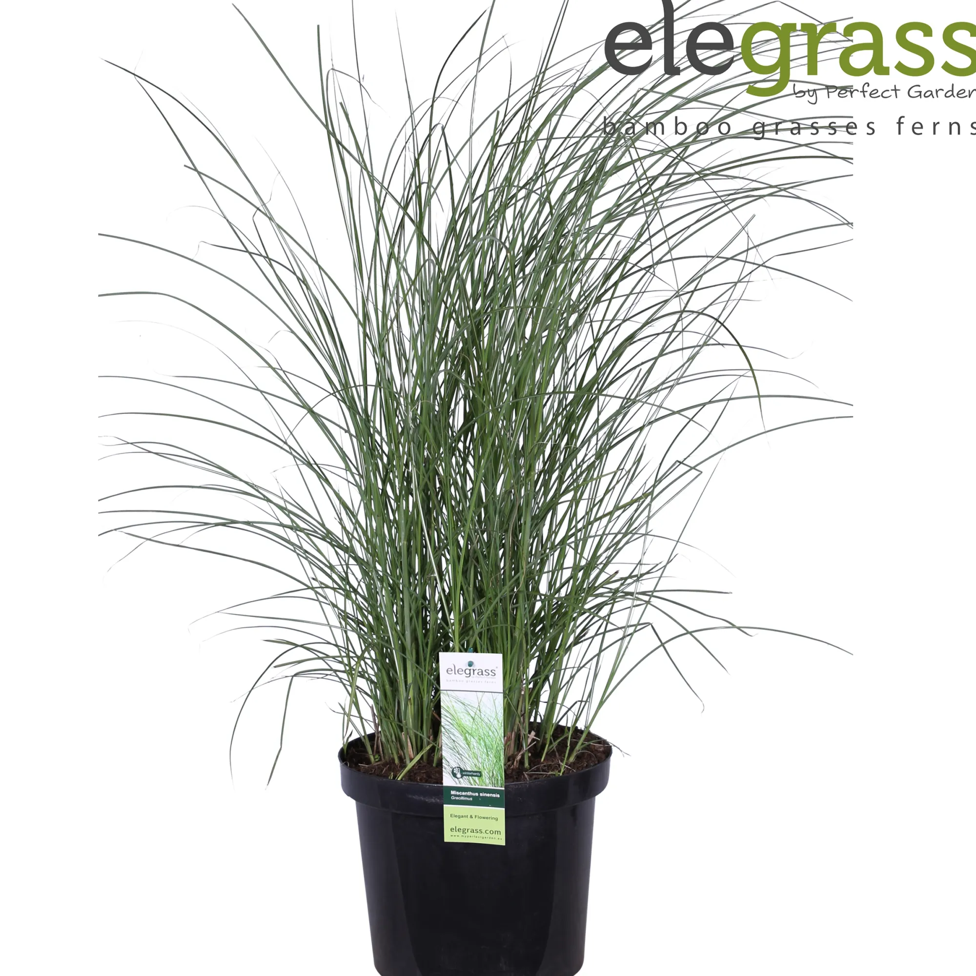 Vaste Planten|Ecocheques|ohgreen Miscanthus sinensis Gracillimus ( Prachtriet of Reuzenriet )