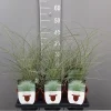 Ecocheques|Vaste Planten|ohgreen Miscanthus sinensis mornin light