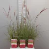 Ecocheques|Vaste Planten|ohgreen Miscanthus sinensis red chief