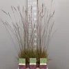 Ecocheques|Vaste Planten|ohgreen Molinia caerulea edith dudzus