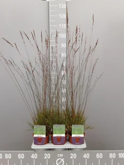 Ecocheques|Vaste Planten|ohgreen Molinia caerulea edith dudzus
