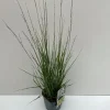 Vaste Planten|Ecocheques|ohgreen Molinia caerulea Moorhexe ( Pijpenstrootje )