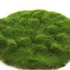 Sfeermakers|ohgreen Mosschijf marchantiophyta m