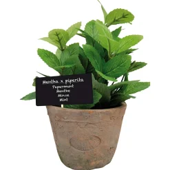 Ecocheques|Potten En Vazen|ohgreen Munt in pot