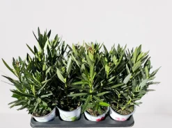 Mediterrane Planten|Ecocheques|ohgreen Oleander struik