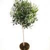 Mediterrane Planten|Ecocheques|ohgreen Olijfboom op stam p 23cm h 110cm