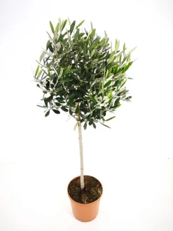 Mediterrane Planten|Ecocheques|ohgreen Olijfboom op stam p 23cm h 110cm