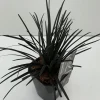 Vaste Planten|Ecocheques|ohgreen Ophiopogon plani niger ( Zwarte Slangenbaard )