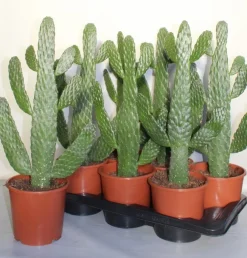 Cactus - Succulent - Sanseveria|Ecocheques|ohgreen Opuntia consulea