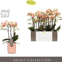 Orchideeën|Ecocheques|ohgreen Orchidee Phalaenopsis molise roze 3 takken