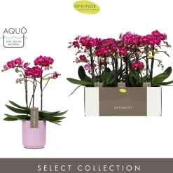 Orchideeën|Ecocheques|ohgreen Orchidee Phalaenopsis molise lilac 3 takken