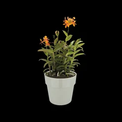 Ecocheques|Potten En Vazen|ohgreen ORIGINAL ROND 18CM WARM GRIJS