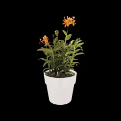 Ecocheques|Potten En Vazen|ohgreen ORIGINAL ROND 16CM WIT