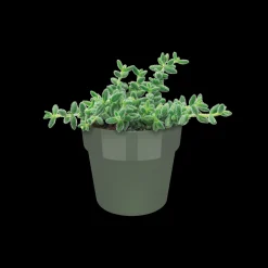 Ecocheques|Potten En Vazen|ohgreen ORIGINAL ROND MINI 7CM BLAD GROEN