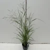 Vaste Planten|Ecocheques|ohgreen Panicum virgatum Prairie Sky ( Parelgierst of Vingergras )