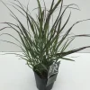 Vaste Planten|Ecocheques|ohgreen Panicum virgatum Squaw ( Parelgierst )