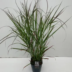 Vaste Planten|Ecocheques|ohgreen Panicum virgatum Squaw ( Parelgierst )