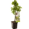 Fruitbomen|Ecocheques|ohgreen Peer dwergboompje pyrus communis dwergpeer