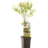 Fruitbomen|Ecocheques|ohgreen Peer patioboompje pyrus communis bonne louise d'avranches
