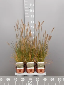 Ecocheques|Vaste Planten|ohgreen Pennisetum alopecuroides Hameln