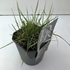 Vaste Planten|Ecocheques|ohgreen Pennisetum alopecuroides Hameln (Lampenpoetsersgras)