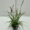 Vaste Planten|Ecocheques|ohgreen Pennisetum orientale Karley Rose ( Lampepoetser )