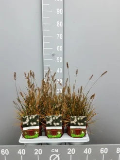 Ecocheques|Vaste Planten|ohgreen Pennisetumalopecuroïdes little