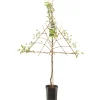 Fruitbomen|Ecocheques|ohgreen Perenboom pyrus communis doyennée comice leiboom