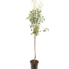 Fruitbomen|Ecocheques|ohgreen Perenboom pyrus communis triomphe de vienne halfstam