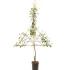 Fruitbomen|Ecocheques|ohgreen Perenboom pyrus communis clapp's favourite leiboom