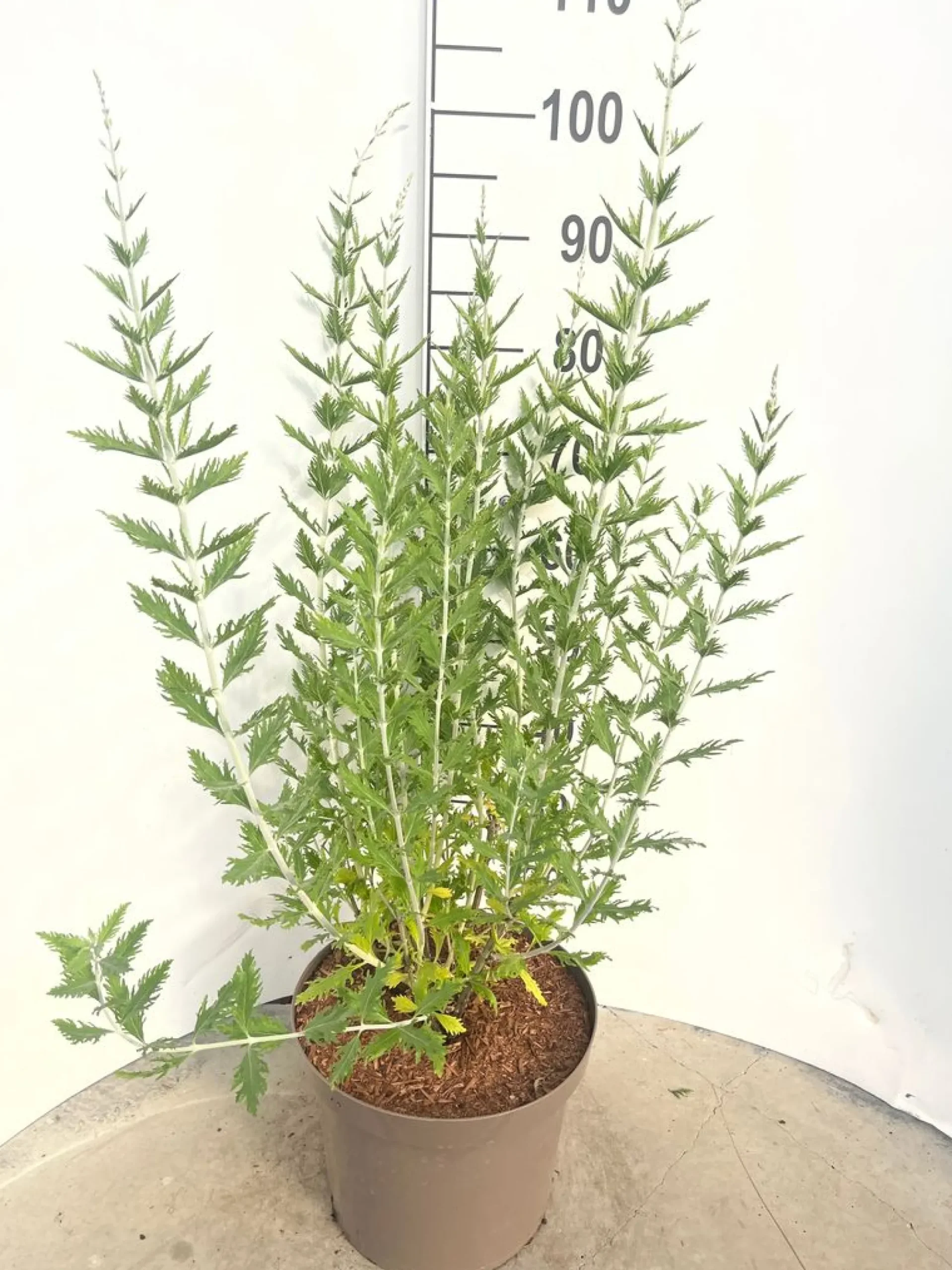 Struiken|Ecocheques|ohgreen Perovskia Blue Spire ( Blauwspirea )