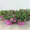 Voorjaar|Ecocheques|ohgreen Petunia sufinia