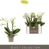 Bloeiende Planten|Ecocheques|ohgreen Phalaenopsis 2 tak sandra wit p7 h25