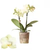 Bloeiende Planten|Ecocheques|ohgreen Phalaenopsis 2 tak mexico geel