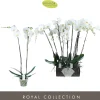 Bloeiende Planten|Ecocheques|ohgreen Phalaenopsis 2 tak pearl wit p15 h70