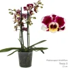 Bloeiende Planten|Ecocheques|ohgreen Phalaenopsis cascade Tessa Easter 2 bloemstelen