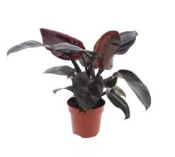 Groene Planten|Ecocheques|ohgreen Philodendron Black Cardinal