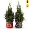 Struiken|Ecocheques|ohgreen Picea glauca Duo Star ( Kerstboom )