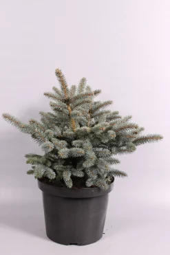Struiken|Ecocheques|ohgreen Picea pungens Glauca Globosa ( Blauwspar )