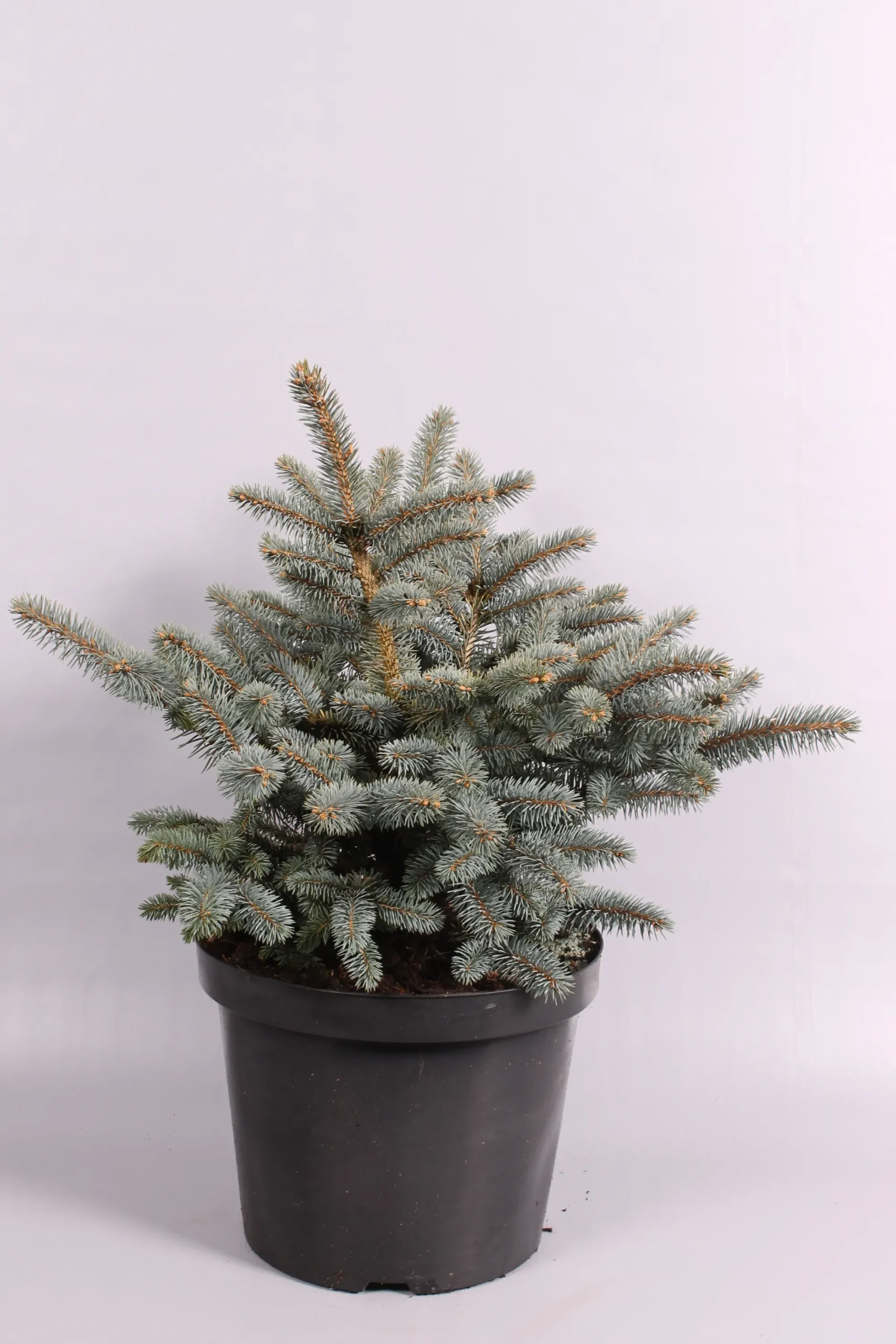 Struiken|Ecocheques|ohgreen Picea pungens Glauca Globosa ( Blauwspar )