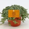 Groene Planten|Ecocheques|ohgreen Pilea Glauca