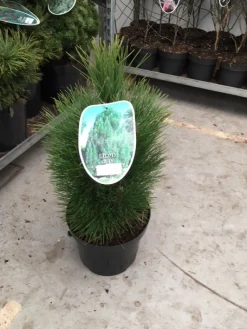 Struiken|Ecocheques|ohgreen Pinus nigra Green Tower ( Zwarte den of Oostenrijkse den )