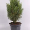 Struiken|Ecocheques|ohgreen Pinus nigra Pyramidalis ( Zwarte den )