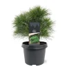 Struiken|Ecocheques|ohgreen Pinus strobus Minima ( Witte Pijnboom )