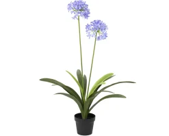 Sfeermakers|ohgreen Plant