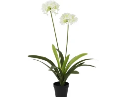 Sfeermakers|ohgreen Plant