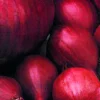 Plantgroente|Ecocheques|ohgreen Plantajuin red baron 14/21 250g