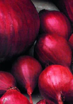 Plantgroente|Ecocheques|ohgreen Plantajuin red baron 14/21 250g